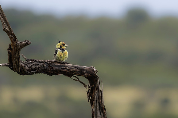 Created Barbet