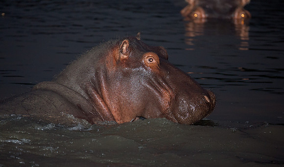 Pod of Hippos