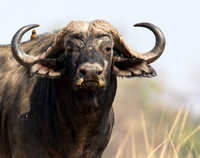 Cape Buffalo