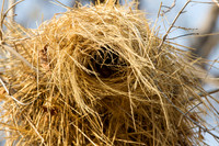 Weaver's Nest