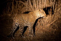 Leopard hunting at night