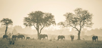 Into Africa