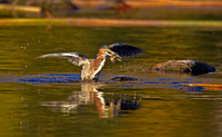 Green Heron