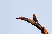 Gila Woodpecker