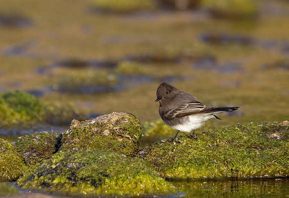 Black Phoebe