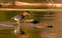 Green Heron