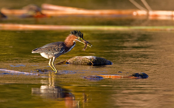 Green Heron