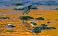 Spotted Sandpiper