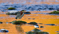 Green Heron