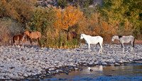 Wild Horses