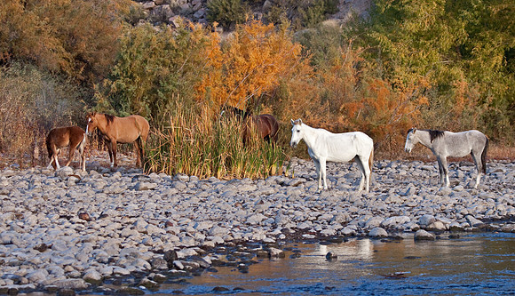 Wild Horses