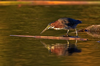 Green Heron