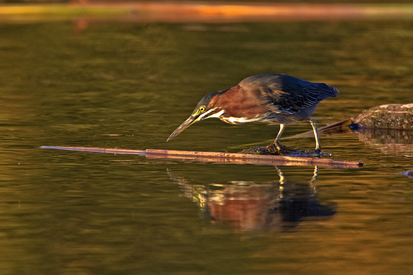 Green Heron