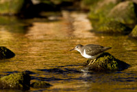 Spotted Sandpiper