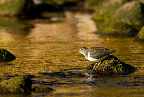 Spotted Sandpiper