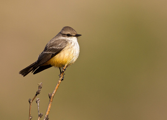 Say's Phoebe