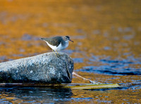 Spotted Sandpiper