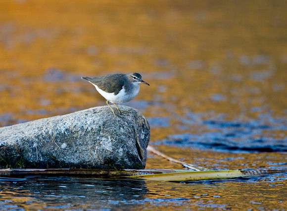 Spotted Sandpiper