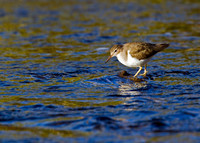 Spotted Sandpiper