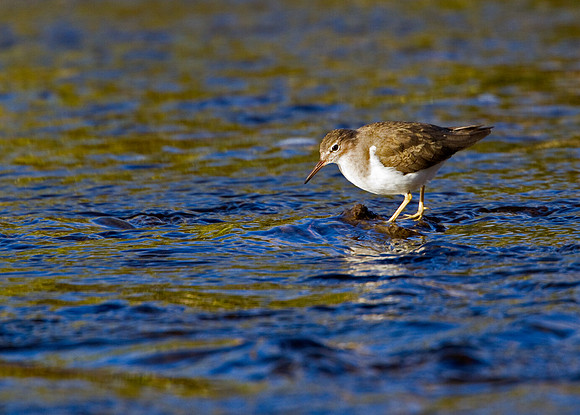 Spotted Sandpiper
