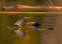 Green Heron