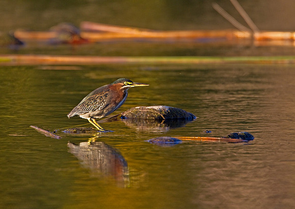 Green Heron