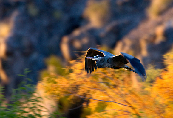 Great Blue Heron