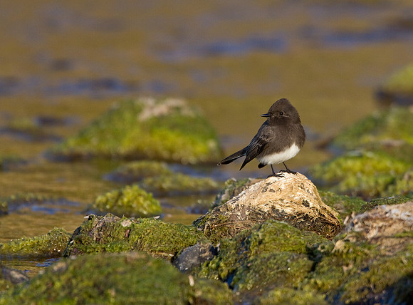 Black Phoebe