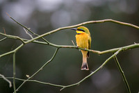 Little Bee Eater