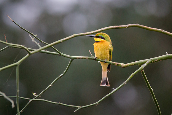 Little Bee Eater