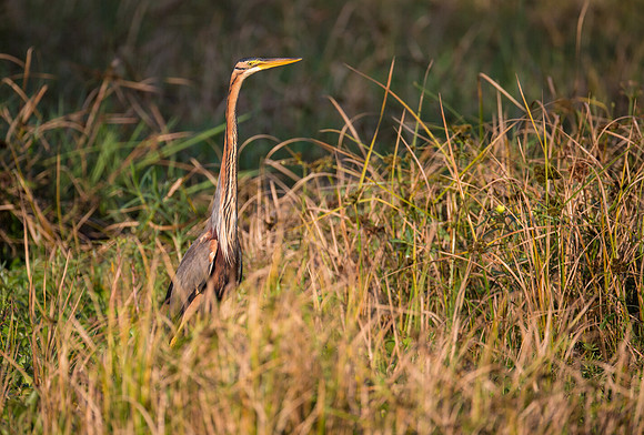 Purple Heron