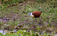 African Jacana