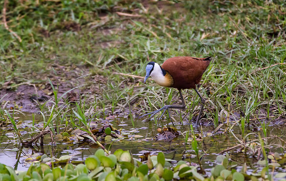 African Jacana
