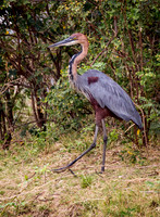 Goliath Heron