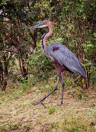 Goliath Heron