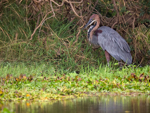 Goliath Heron