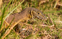 Monitor Lizard