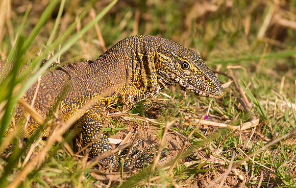 Monitor Lizard