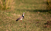 Long-toed Lapwing