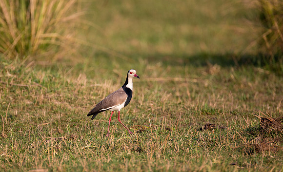 Long-toed Lapwing