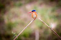 Malachite Kingfisher