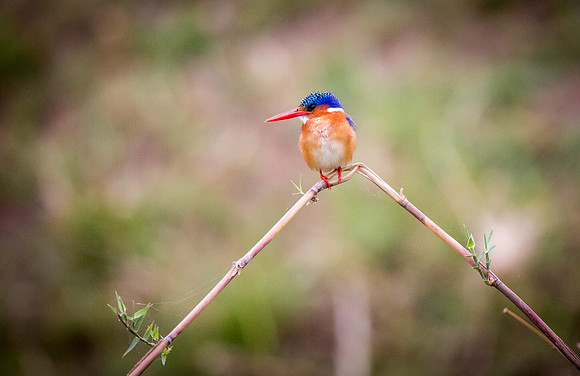 Malachite Kingfisher