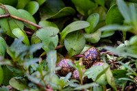 African Jacana eggs