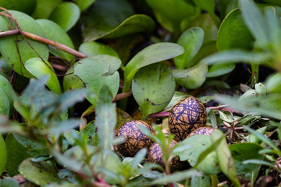 African Jacana eggs