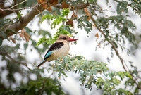 Brown-hooded Kingfisher