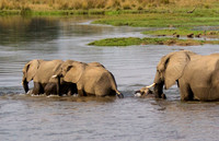 Elephant Crossing