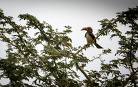 Crowned Hornbill