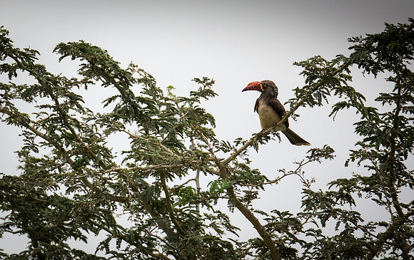 Crowned Hornbill