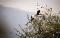 Fish Eagle