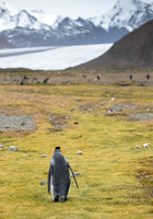 King Penguin